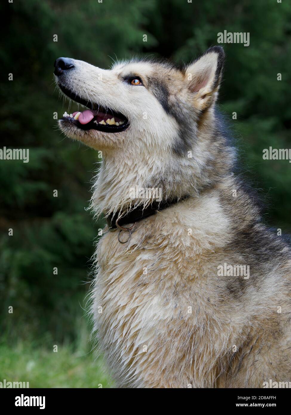 Femmina Alaskan Malamute, Regno Unito Foto Stock