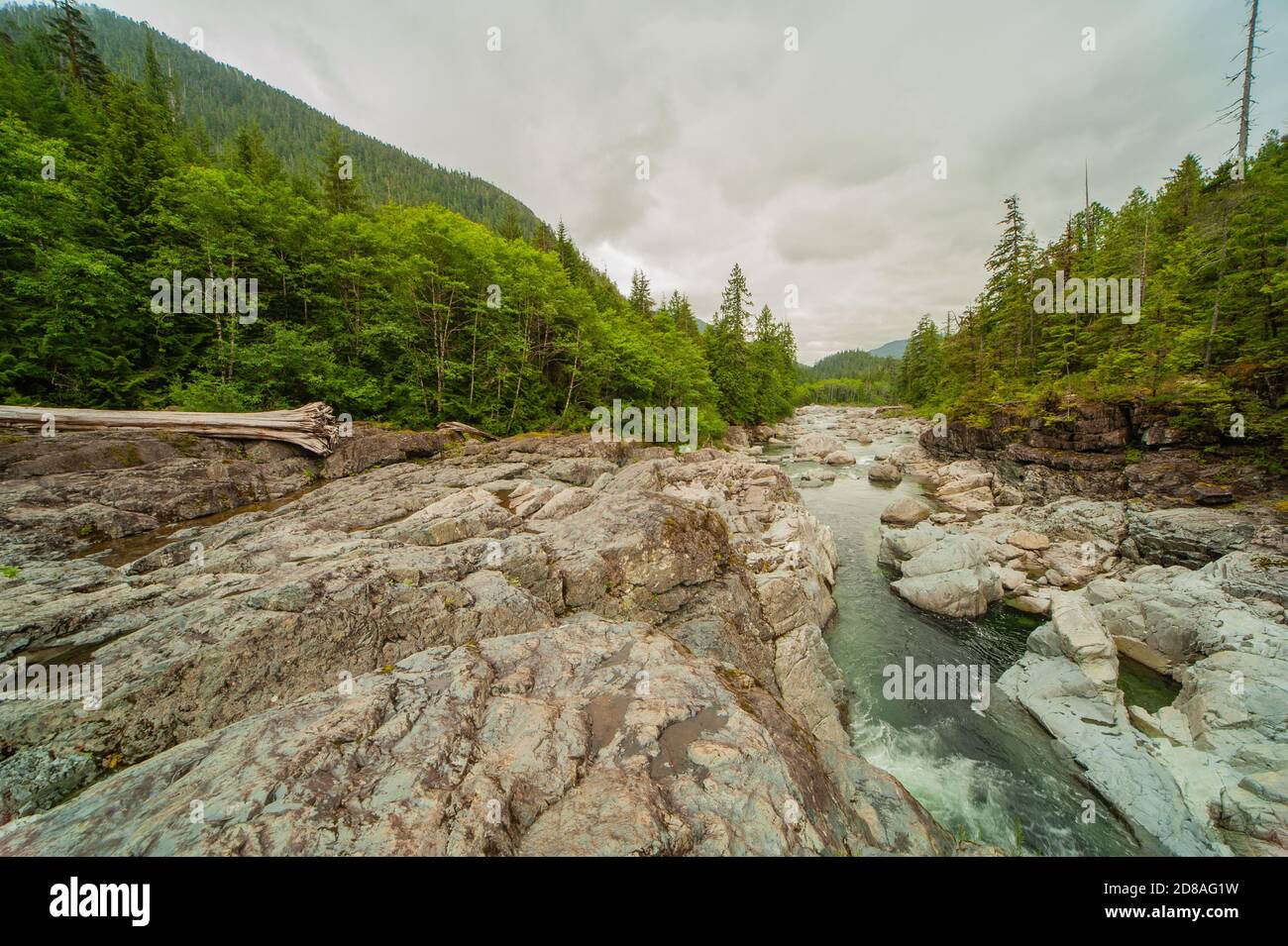Vista del letto del fiume, lucidato in sculture lisce dal fiume Kennedy, incorniciato da douglas. Nella sinistra un tronco di albero che è stato tagliato via dall'acqua. Foto Stock