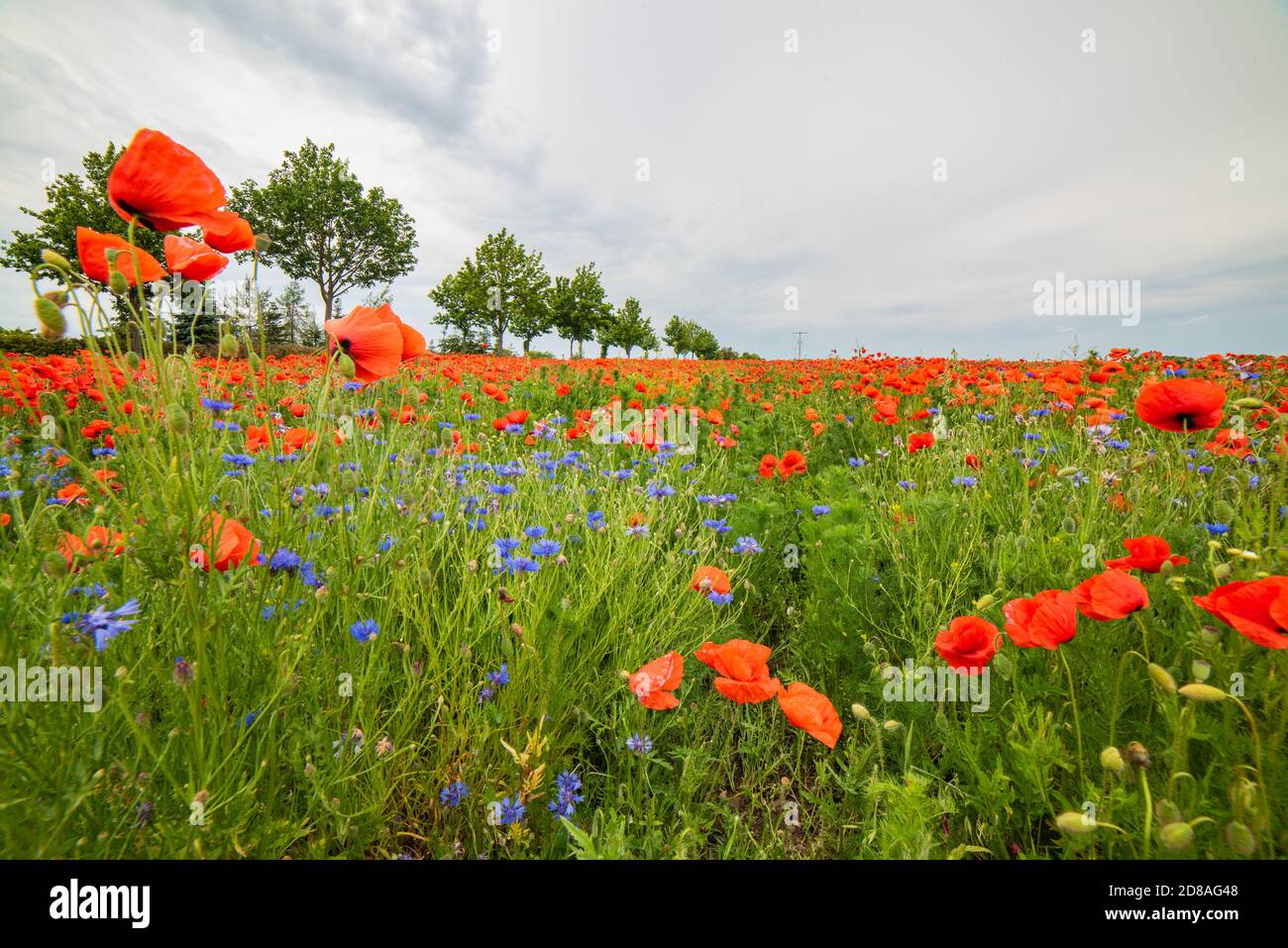 Vista pittoresca di un Poppyfield con fiori di mais al limitare di una strada nel Brandeburgo sotto un cielo sovrastato durante il tramonto. Foto Stock