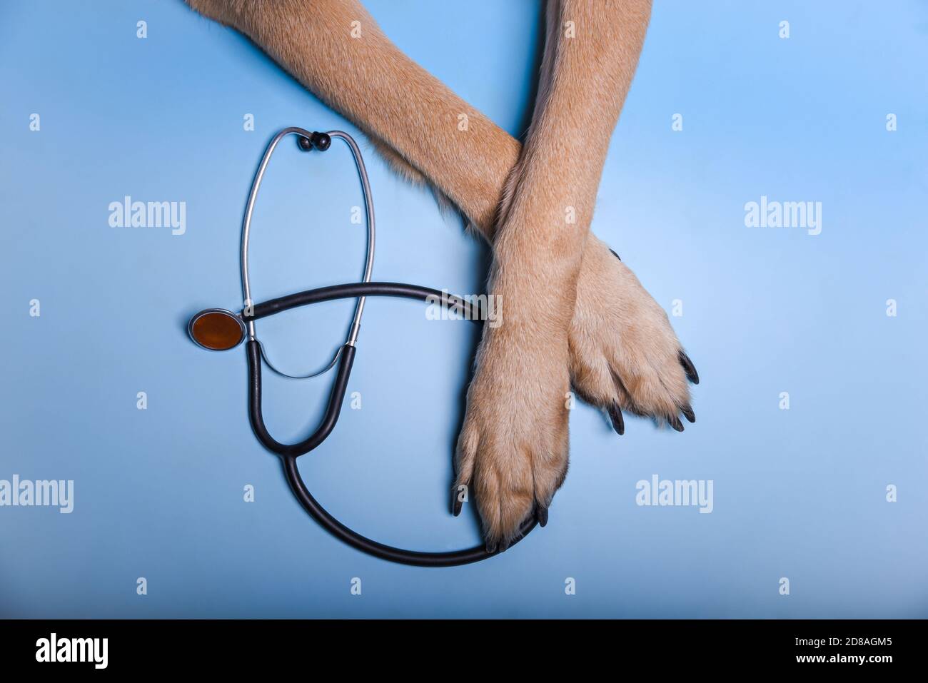 Zampe di un cane della razza pastorizia e uno stetoscopio su sfondo blu. Foto Stock