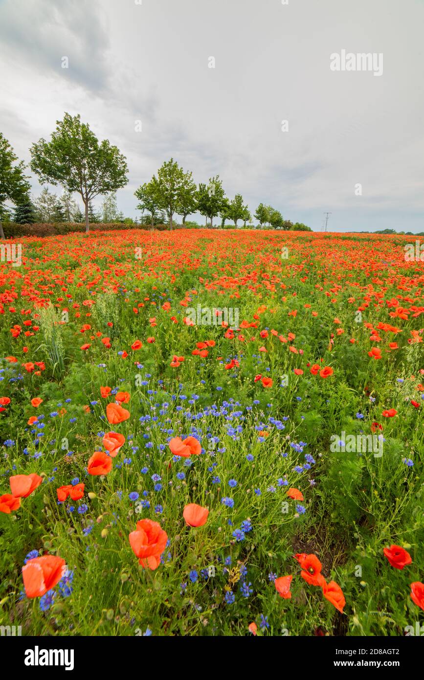 Vista pittoresca di un Poppyfield con fiori di mais al limitare di una strada nel Brandeburgo sotto un cielo sovrastato durante il tramonto. Foto Stock
