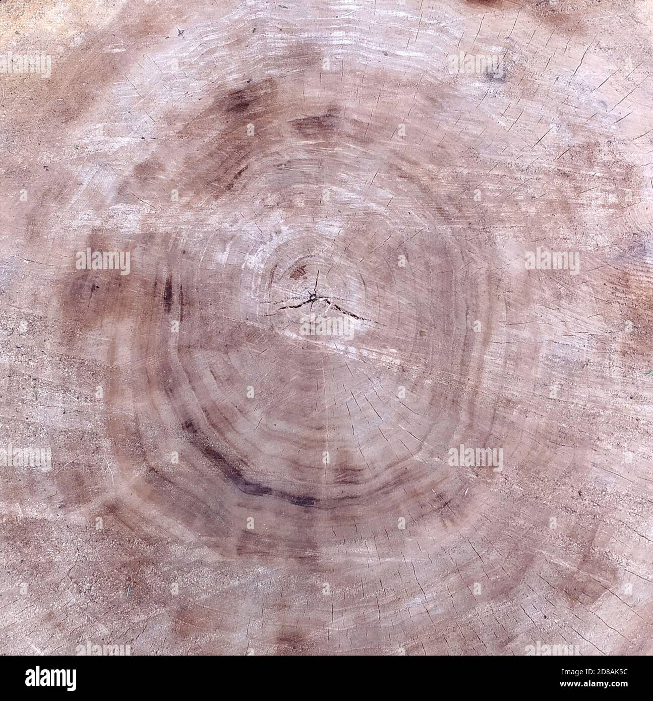 Cadde un albero. Anelli annuali su legno. Lo sfondo testurizzato di un albero naturale. Foto Stock