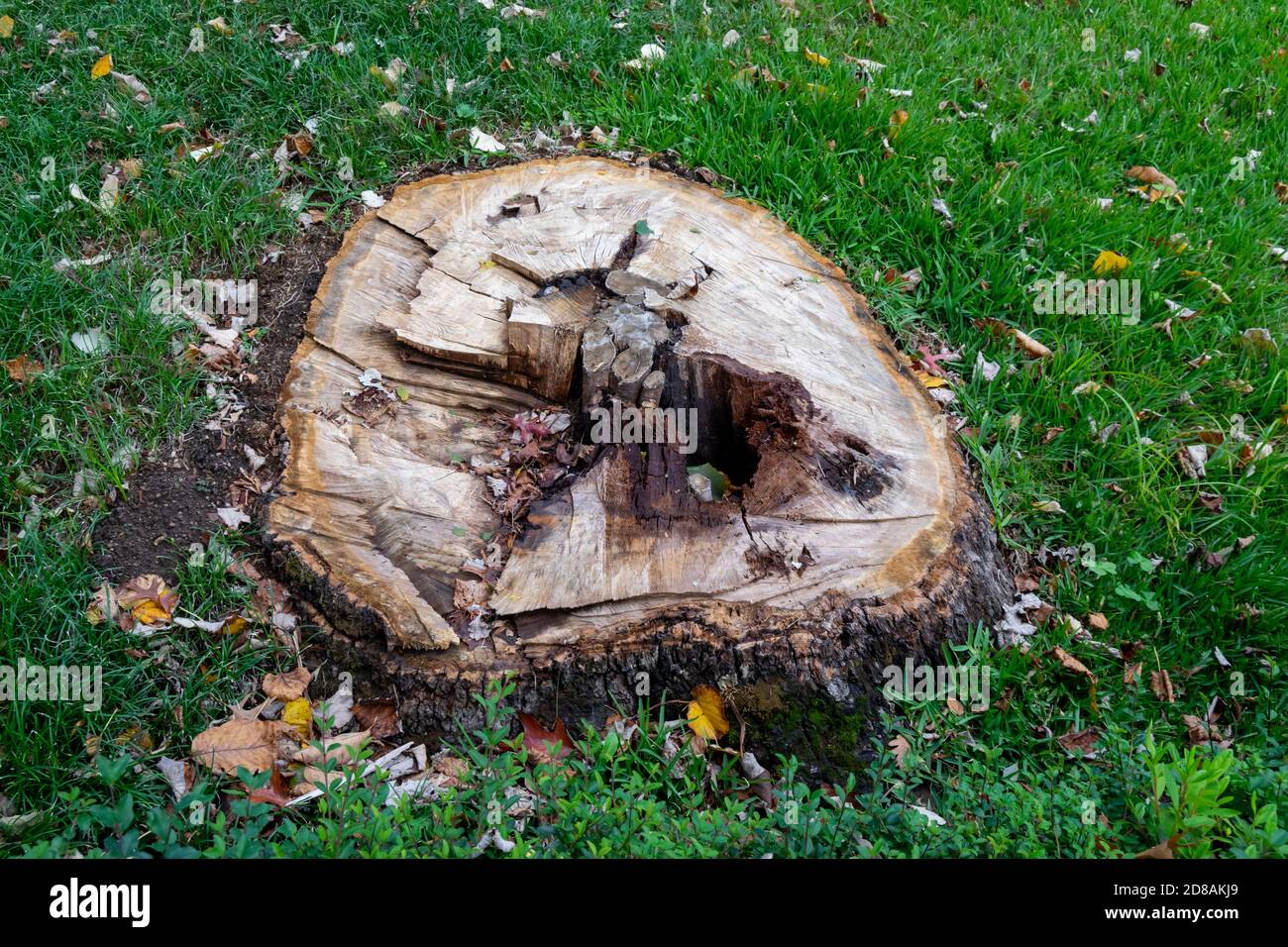 La morte di un albero, circondato da erba verde Foto Stock