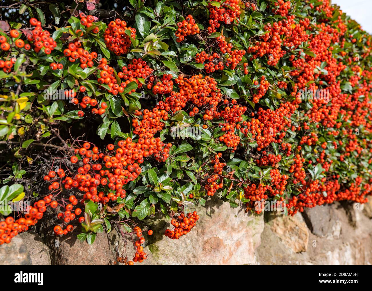 Bacche di piracatha arancio colorate su arbusto che cresce sulla parete del giardino, Scozia, Regno Unito Foto Stock