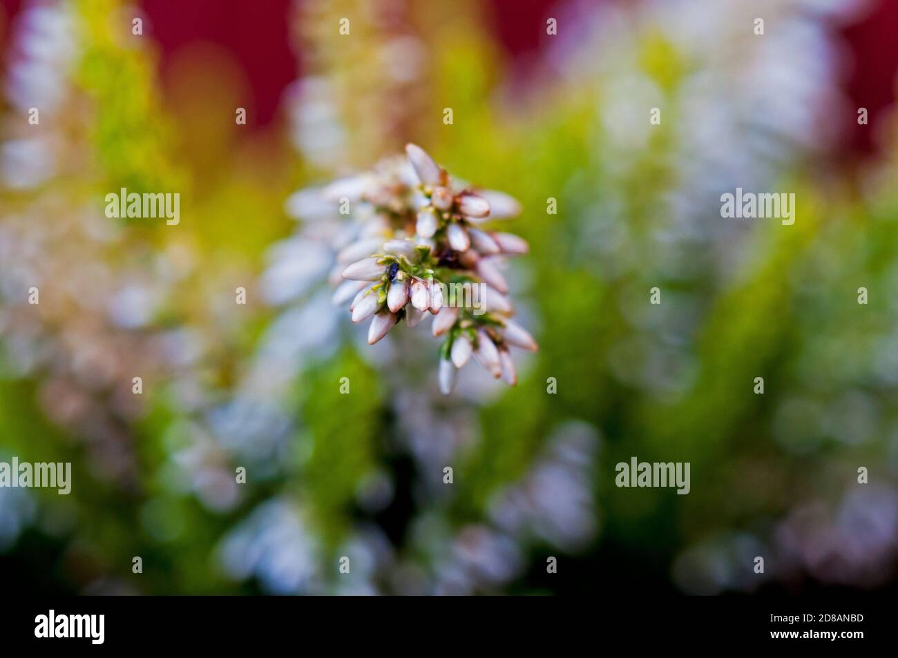 Macro astratta primo piano di una pianta di erica Foto Stock