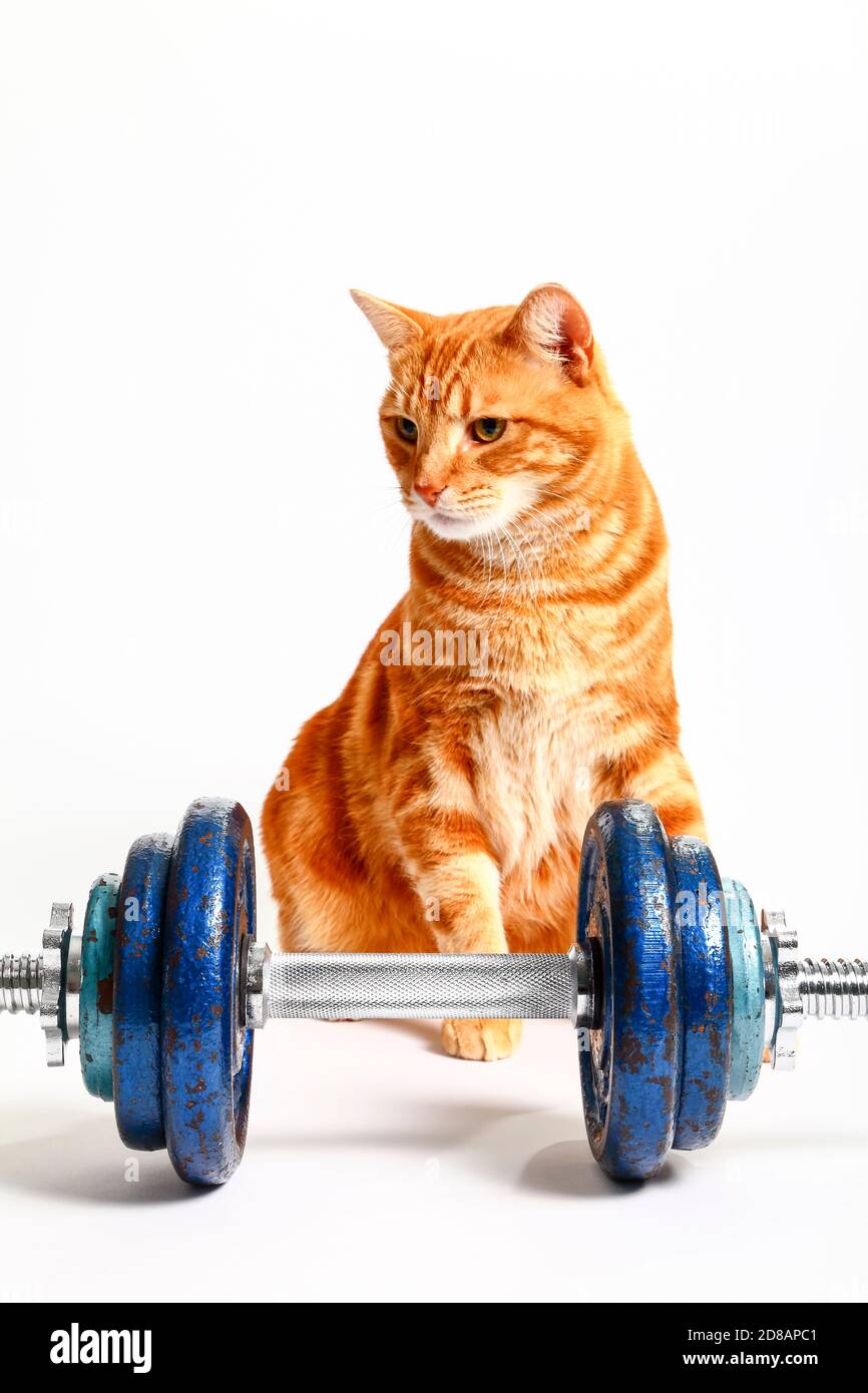 Ginger tabby Cat sedette dietro l'allenamento concettuale dei dumbbells in ghisa immagine Foto Stock