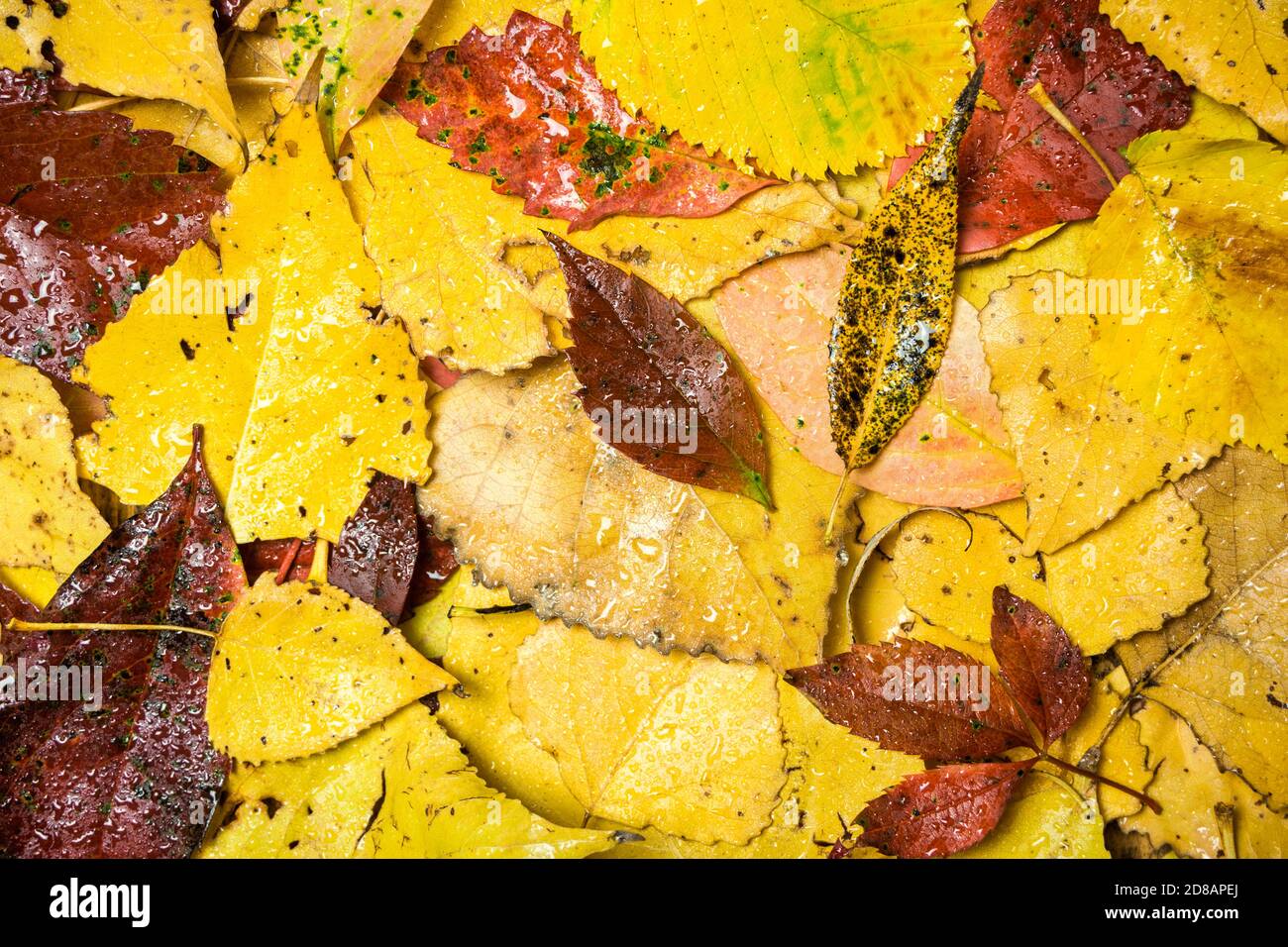 Sfondo autunno con foglie colorate e gocce di pioggia, primo piano foto. Disposizione piatta con spazio per la pubblicità. Foto Stock