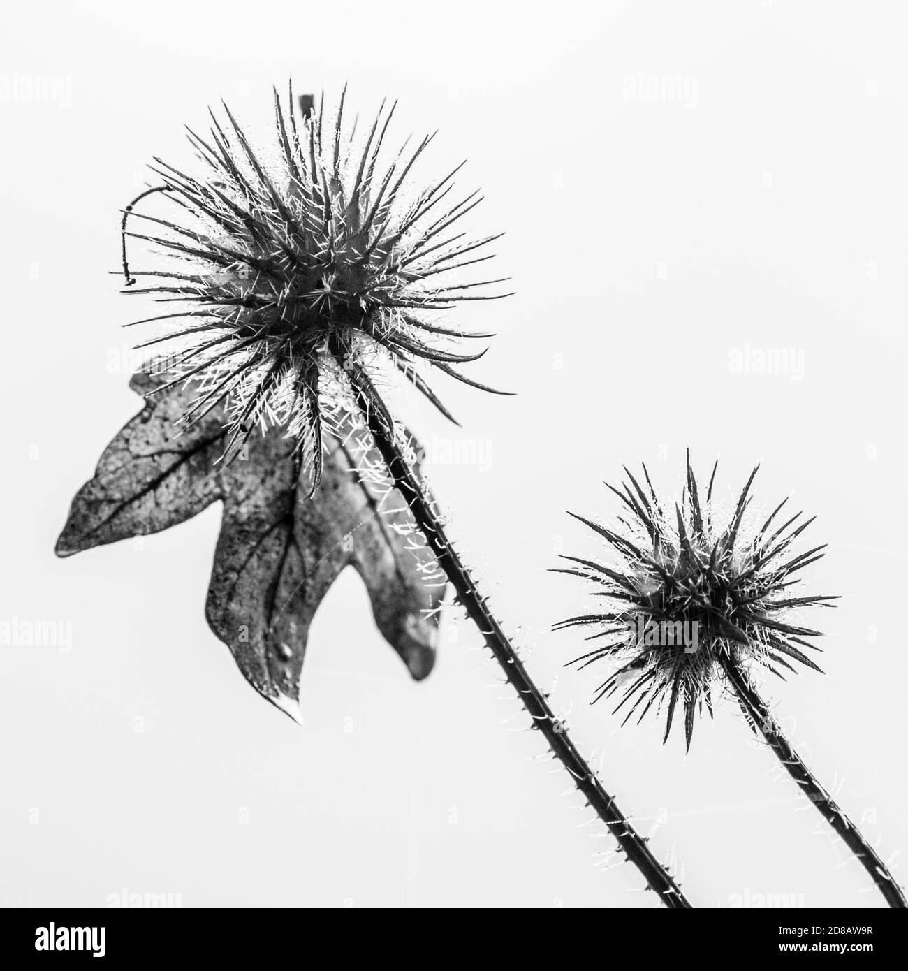 Bianco e nero teasel Foto Stock