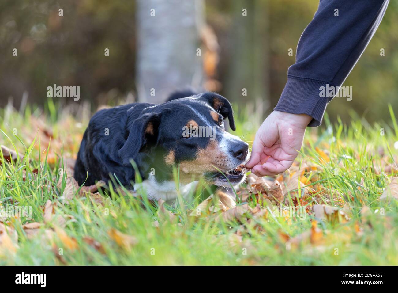 donna dà un cane un trattamento, appenzeller sennenhund Foto Stock