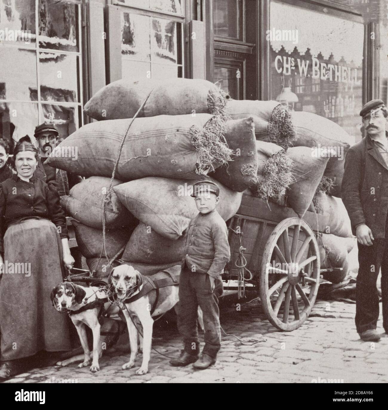 Dog team, Anversa, Belgio, marzo 1900 Foto Stock