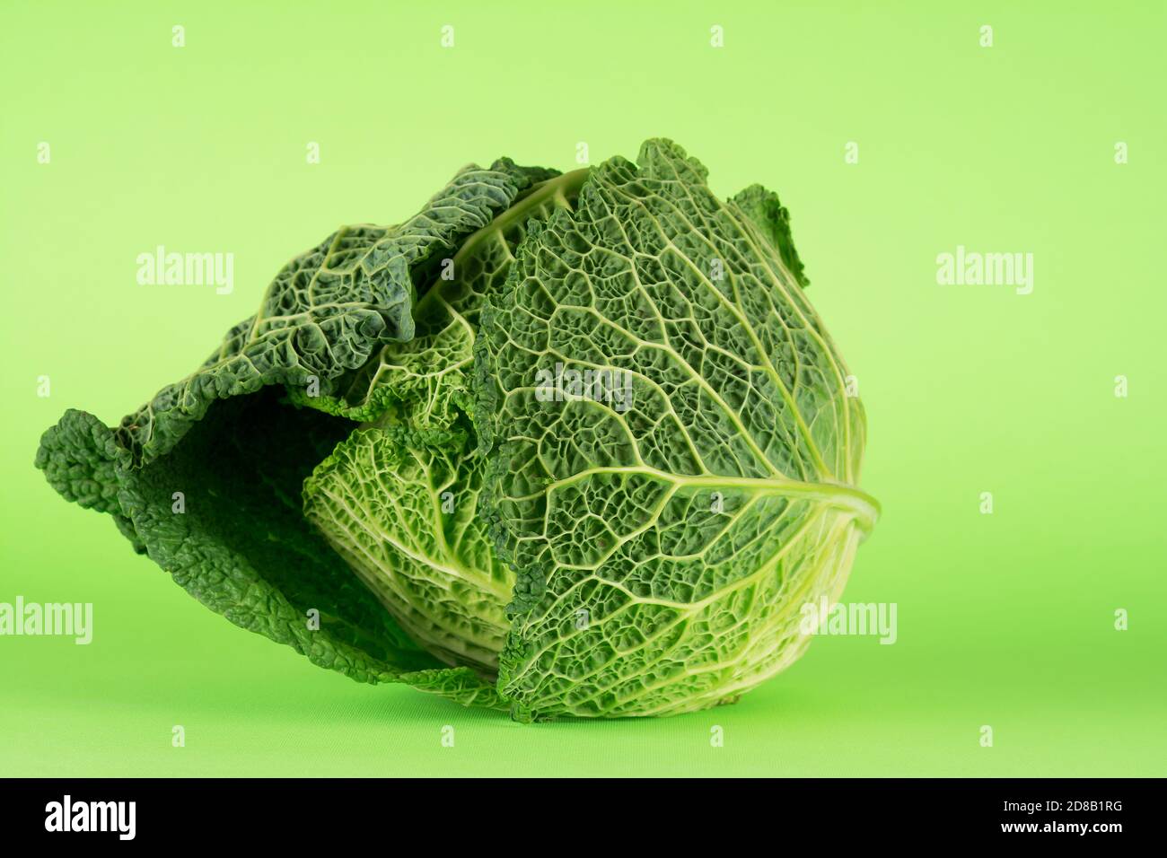 462. Cavolo sabaudo, cultivar tundra. Belle foglie esterne di giallo verdolino, smeraldo e verde sono vicine, formando un cuore solido e rotondo. Foto Stock