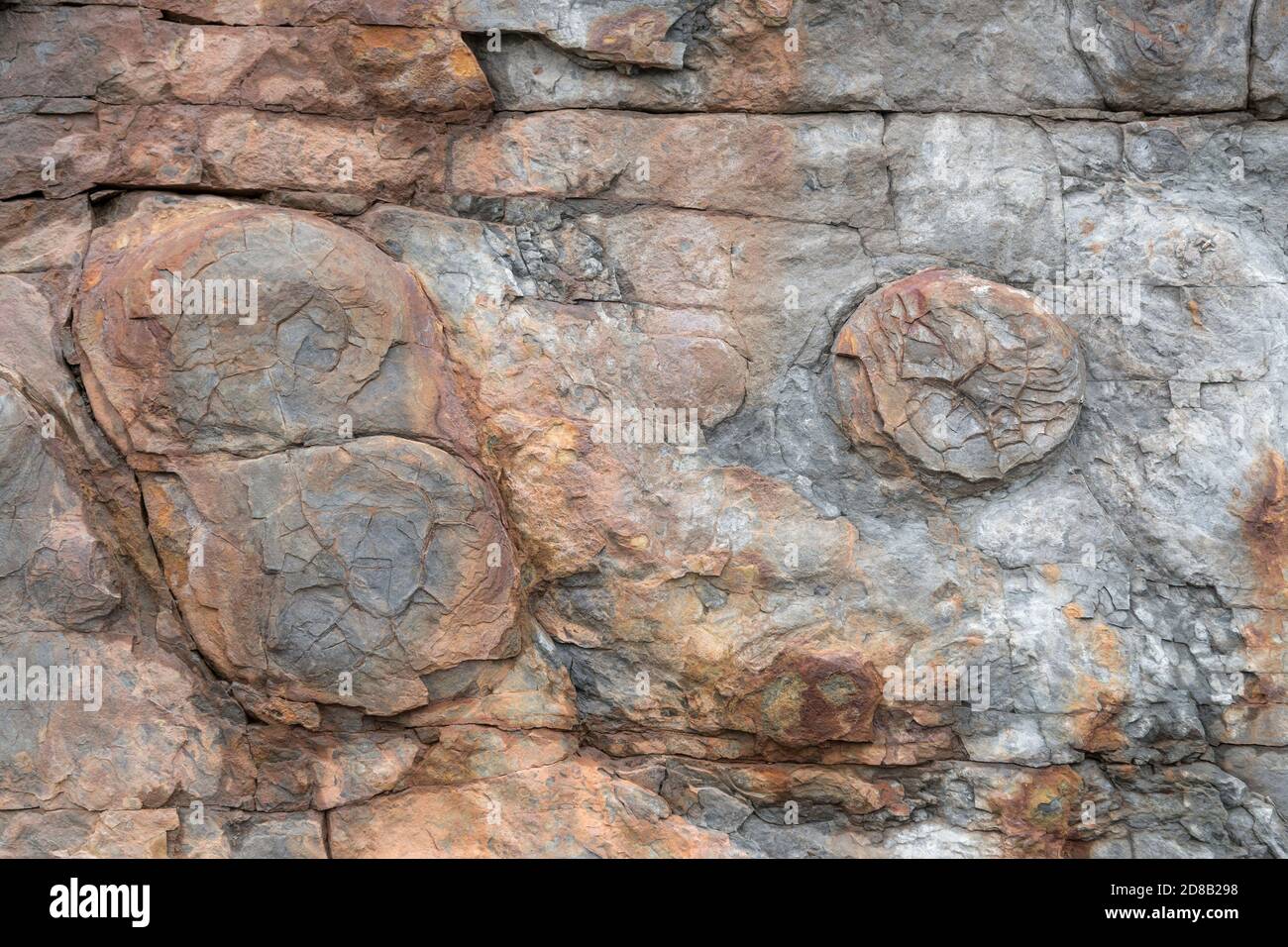 Fossile sul lato di una scogliera. Sono visibili tre fossili di meduse molto intemperati e usurati, uno solo e due insieme. Foto Stock