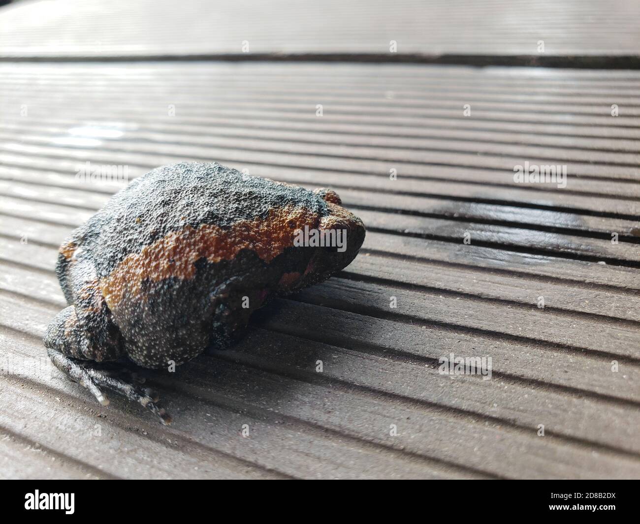 Rana di toro sulla veranda primo piano. Foto Stock