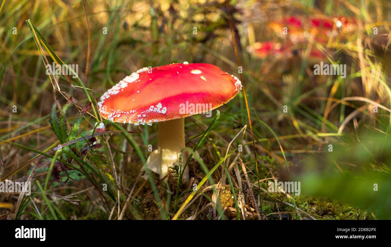 Fly Alaric Mushrooms (velenoso) nella caduta nella foresta di Schoenbuch, Germania Foto Stock