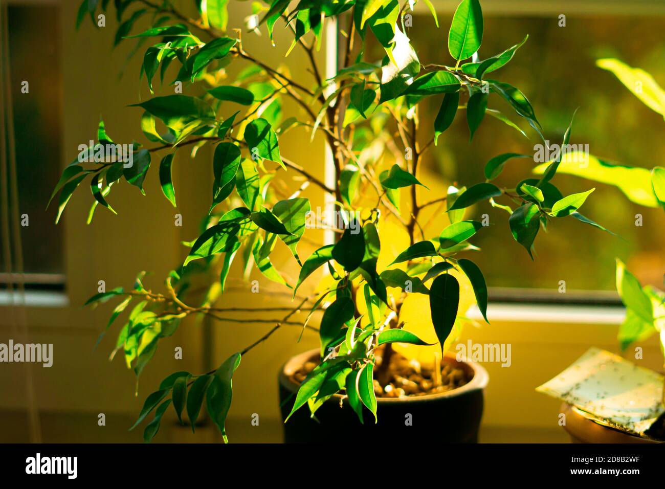 Houseplant - albero del fico Foto Stock