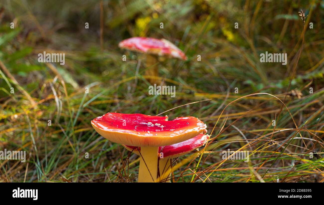 Fly Alaric Mushrooms (velenoso) nella caduta nella foresta di Schoenbuch, Germania Foto Stock