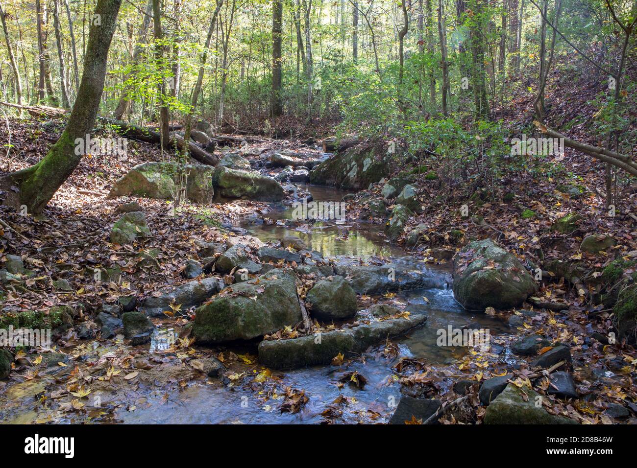 Un torrente roccioso con acqua limpida scorre attraverso una foresta illuminata dal sole. Foto Stock