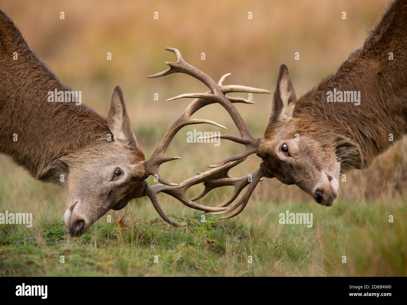 Red Deer, Cervus elaphus, si batte durante la stagione di espiazione in autunno a Richmond Park, Londra, Regno Unito, Isole britanniche Foto Stock