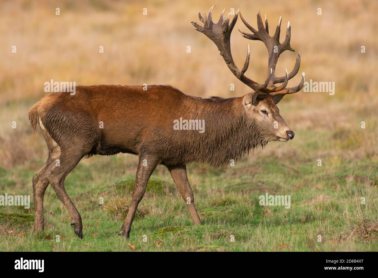 Red Deer Stag, Cervus elaphus, in autunno, Richmond Park, Londra, Regno Unito Foto Stock