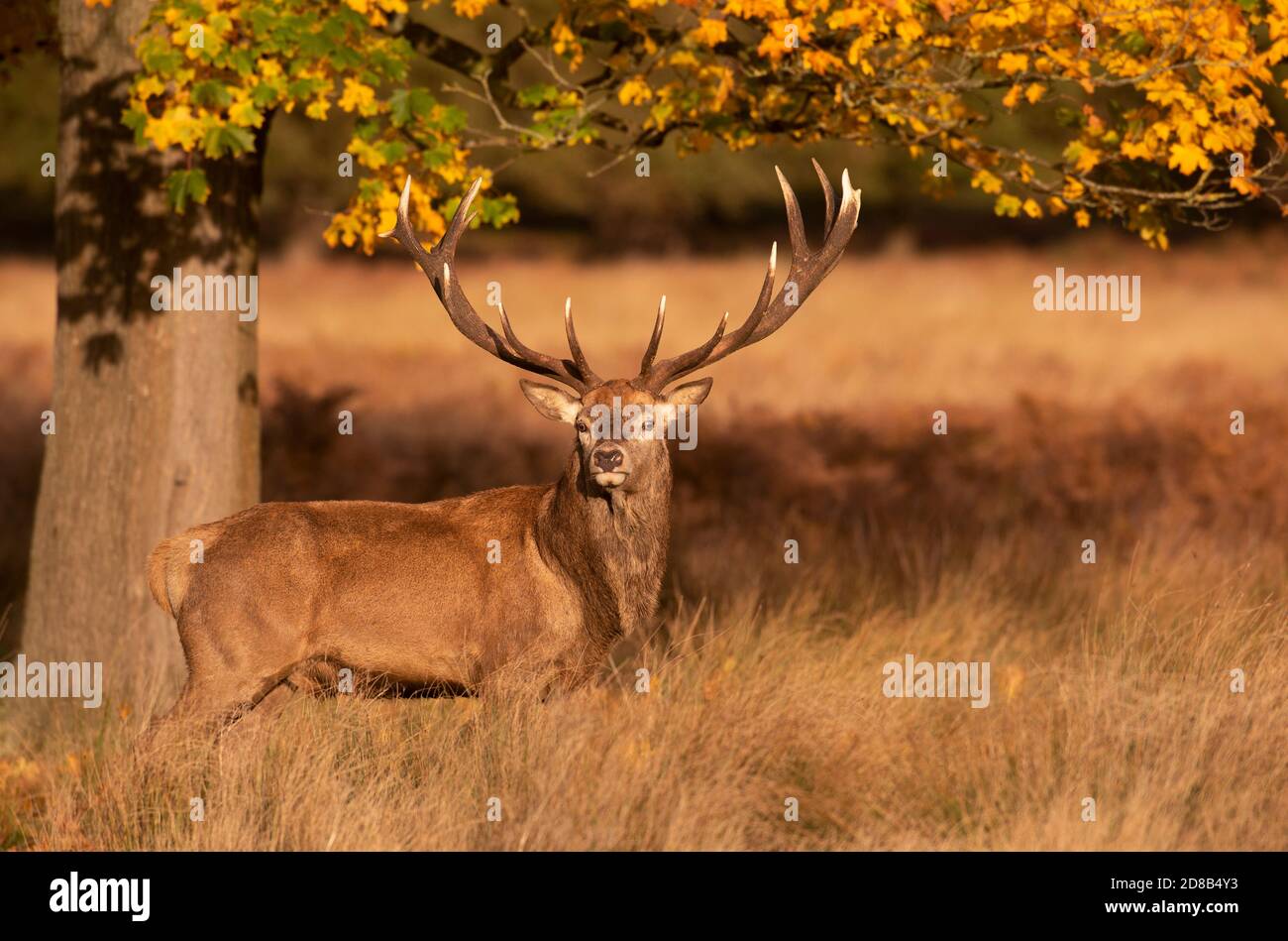 Red Deer Stag, Cervus elaphus, in autunno, Richmond Park, Londra, Regno Unito Foto Stock