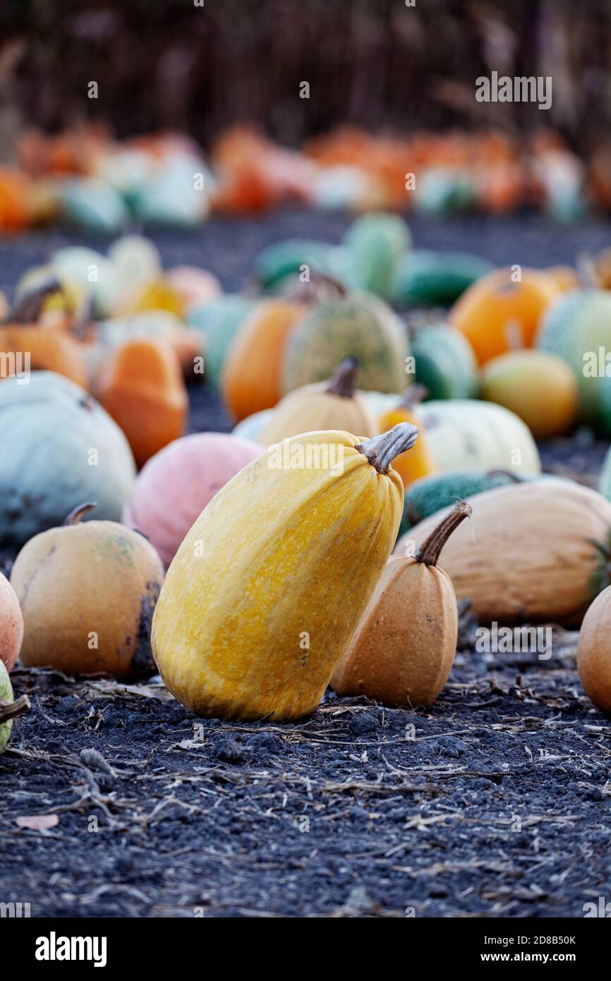 Zucche di Halloween Foto Stock