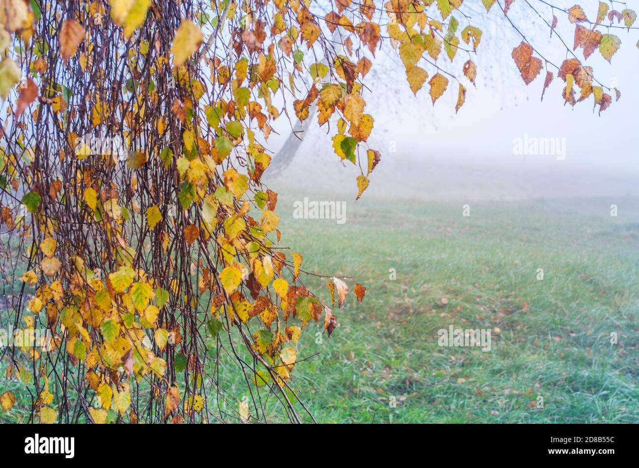 Rami di betulla con foglie d'autunno colorate e gocce di rugiada su uno sfondo tuvan sfocato. Colori autunnali, messa a fuoco selettiva Foto Stock