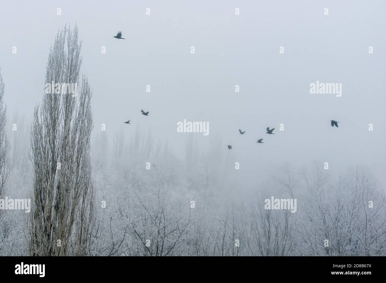 Paesaggio invernale - tempesta di neve, coperta di neve alberi e uccelli neri Foto Stock