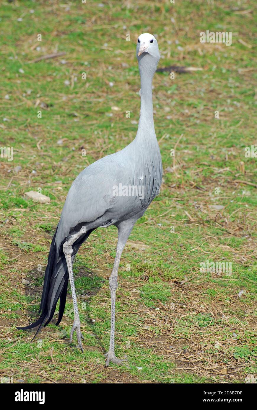 Gru blu, gru Stanley, gru paradisiaca, Gris paradissea, paradicsomdaru, kék daru Foto Stock