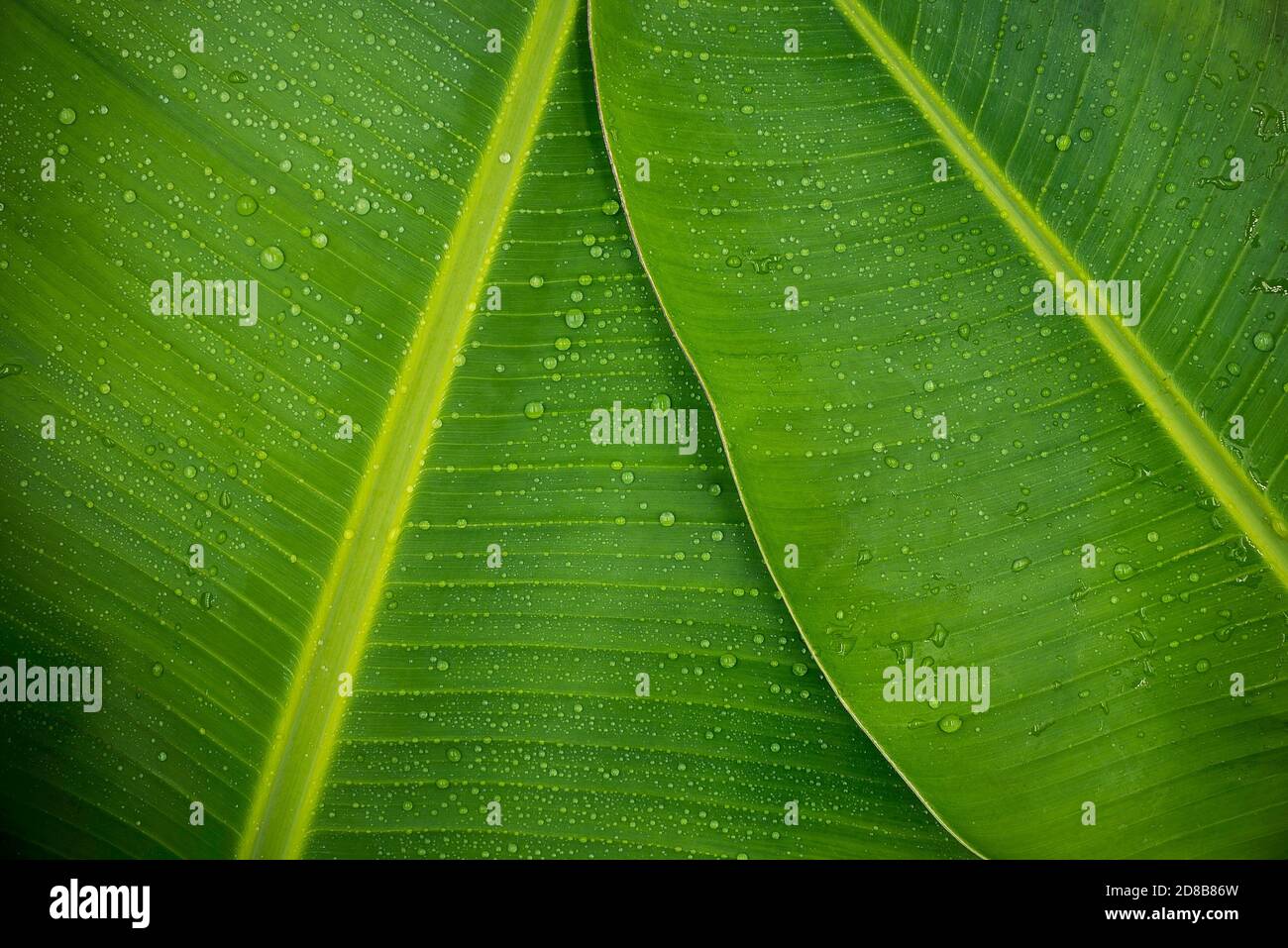 Foglie di banana verde con sfondo di gocce di pioggia, carta da parati. Foto Stock