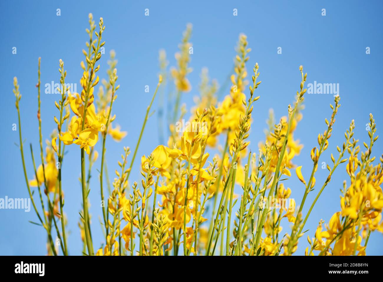 Molte piante di iride gialle su uno sfondo di cielo blu Foto Stock