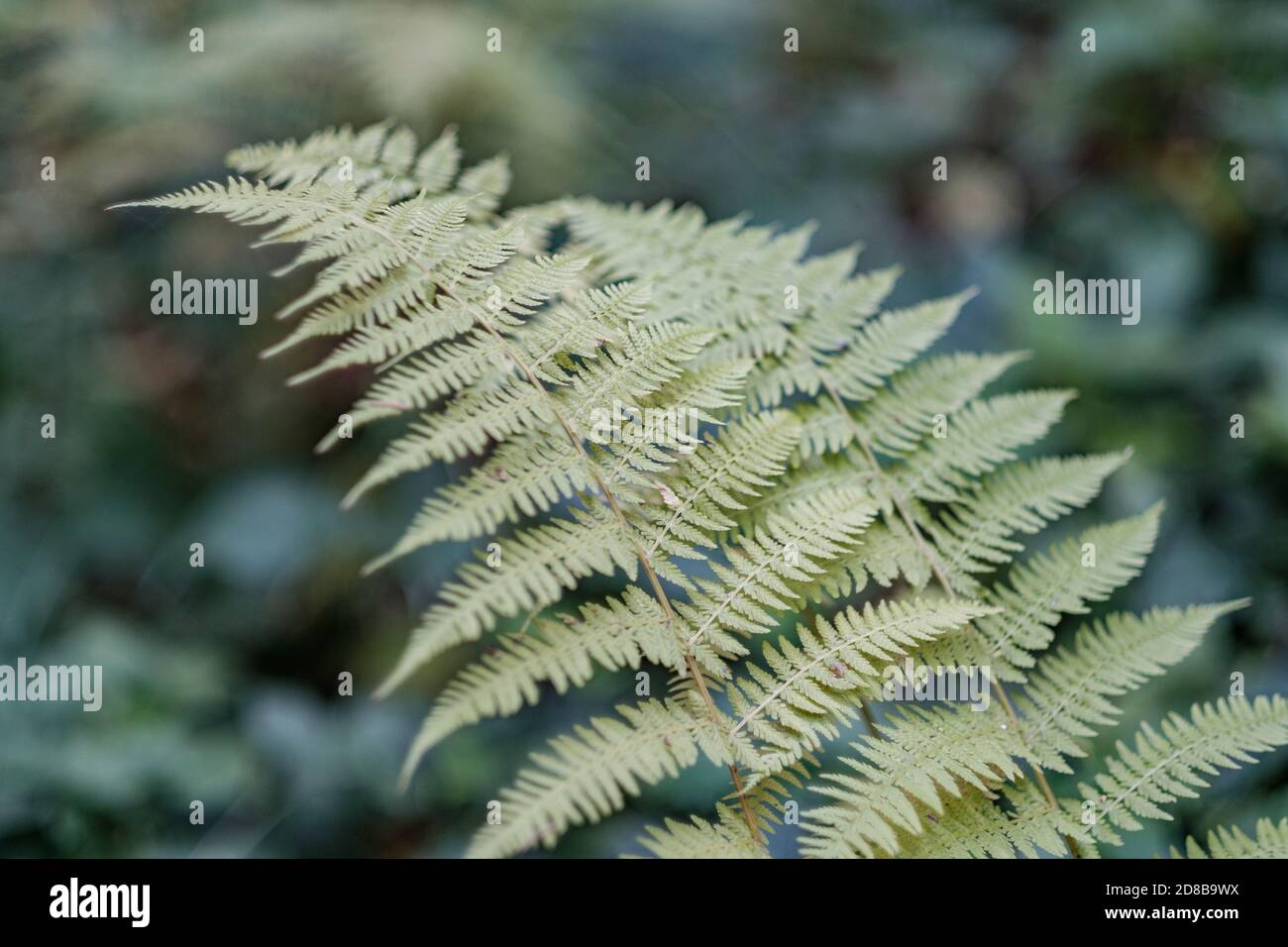 Bella pianta verde felci in una foresta europea. Primo piano orizzontale di foglie di felce che crescono in boschi con bokeh di sfondo sfocato isolato Foto Stock