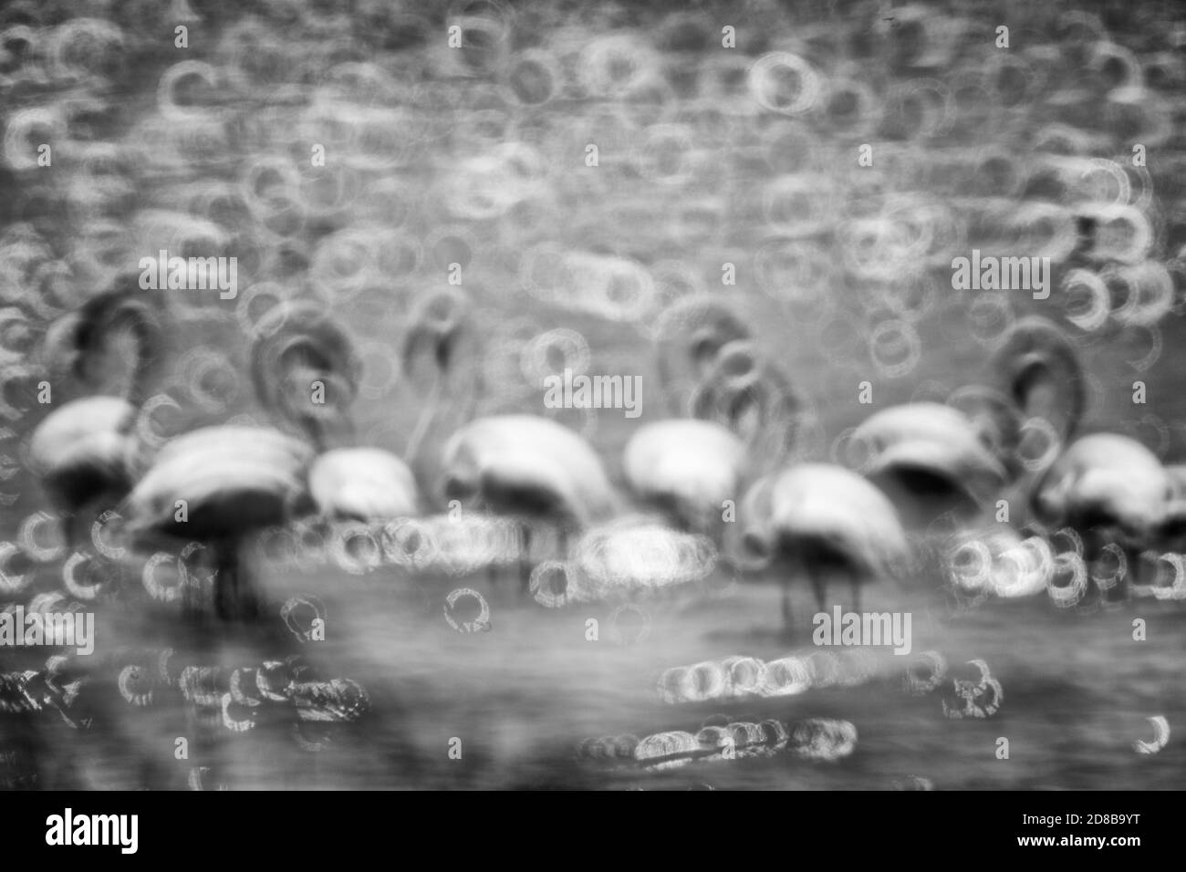 Fenicotteri più grandi (fenicottero roseo) nella andatura. La Camargue, Francia Foto Stock