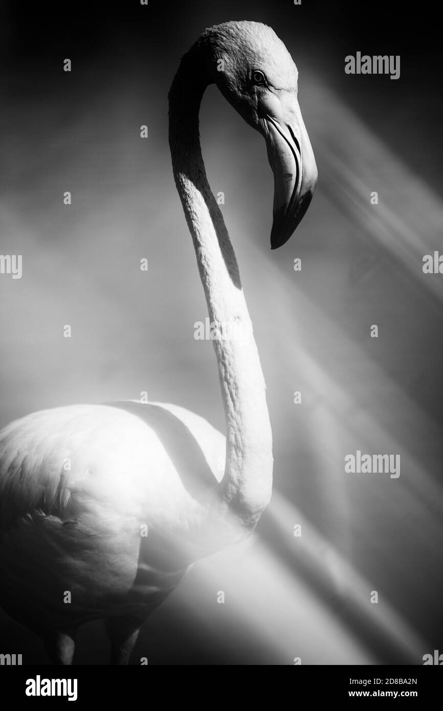Fenicotteri più grandi (fenicottero roseo) nella andatura. La Camargue, Francia Foto Stock