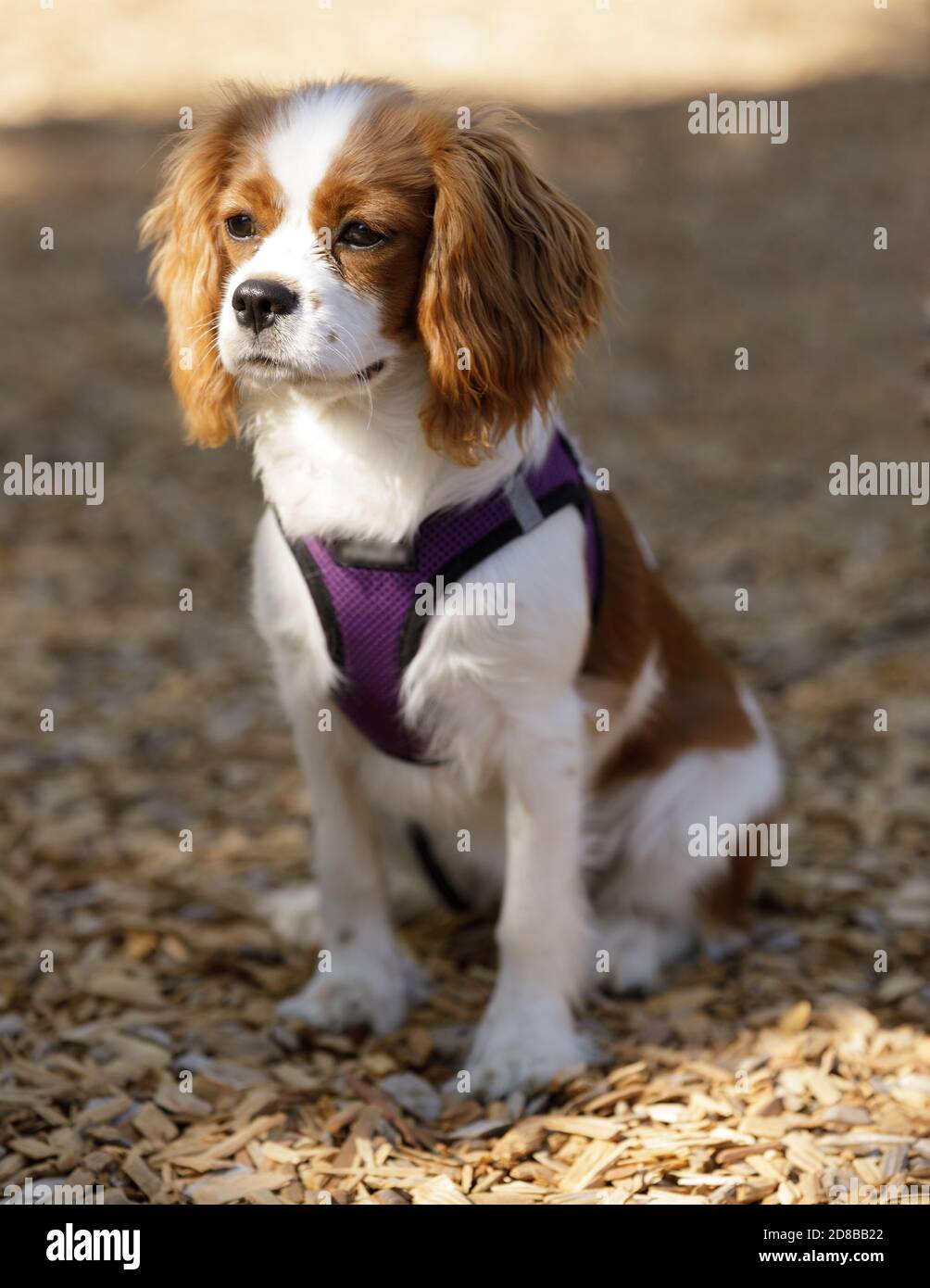 5 mesi-Old Blenheim Cavalier Re Charles Spaniel Puppy seduta Foto Stock