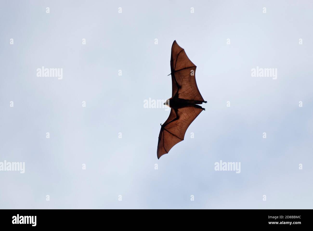 A rischio di estinzione, Mauritius Fruit Bat (Pteropus niger), Mauritius. Foto Stock