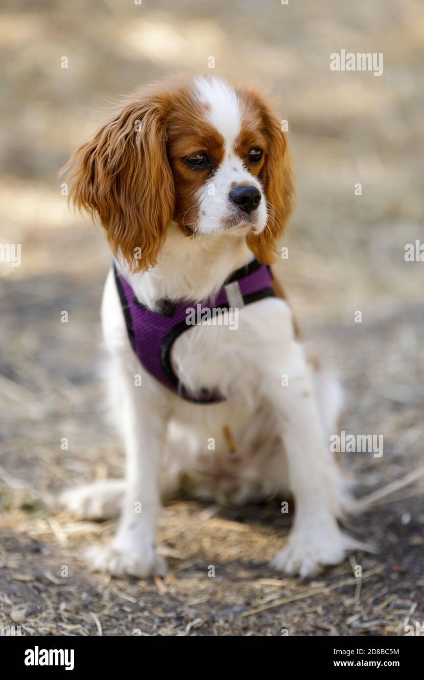 5 mesi-vecchio Blenheim Cavalier re Charles Spaniel Puppy seduto e guardando via. Foto Stock