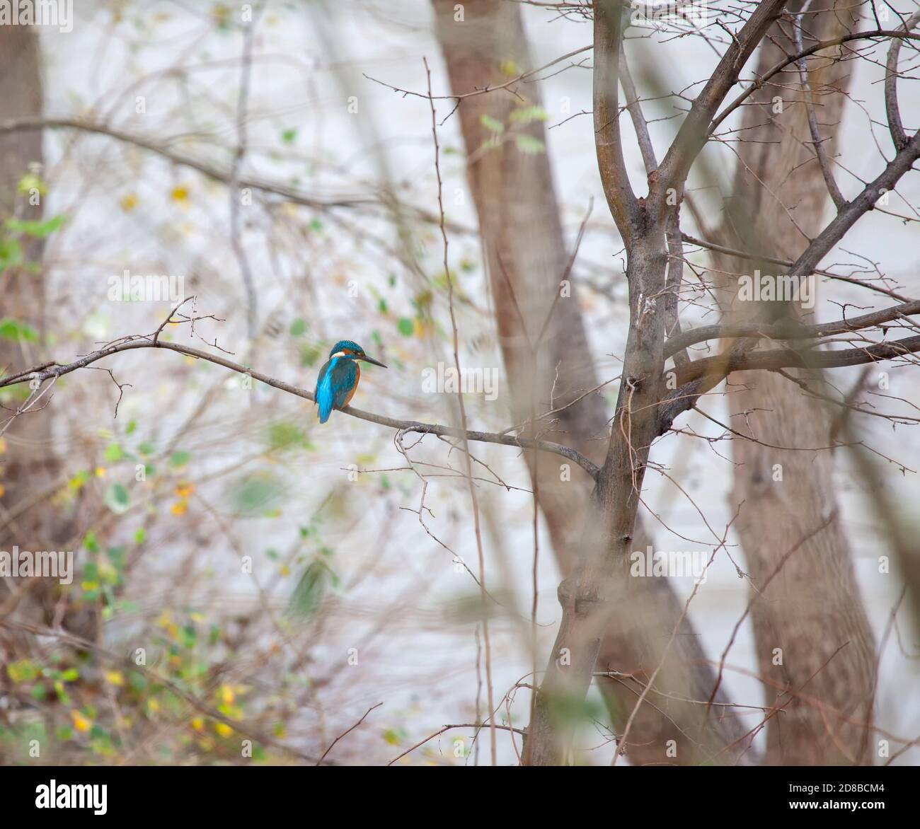 Kingfisher appollaiato su un livello di grigio nebbia sullo sfondo di diramazione Foto Stock