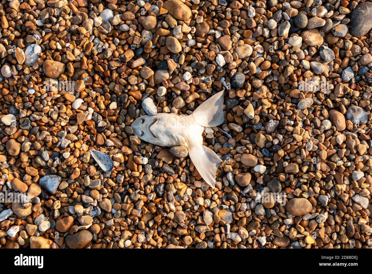 Testa di pesce cane su Hastings Stade Beack, Regno Unito Foto Stock