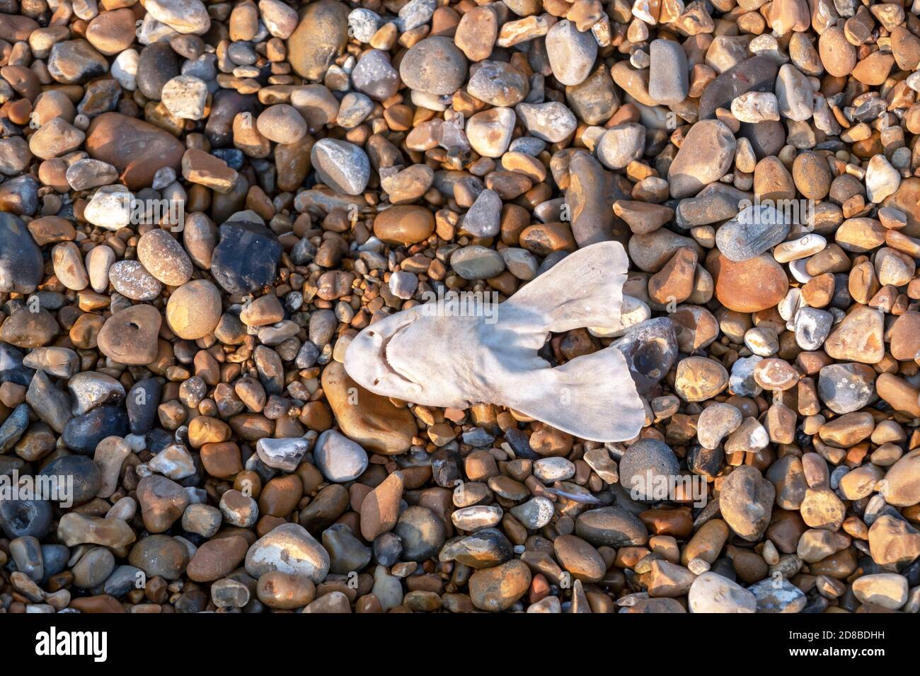 Scartato testa di dogfish, Hastings Stade Foto Stock