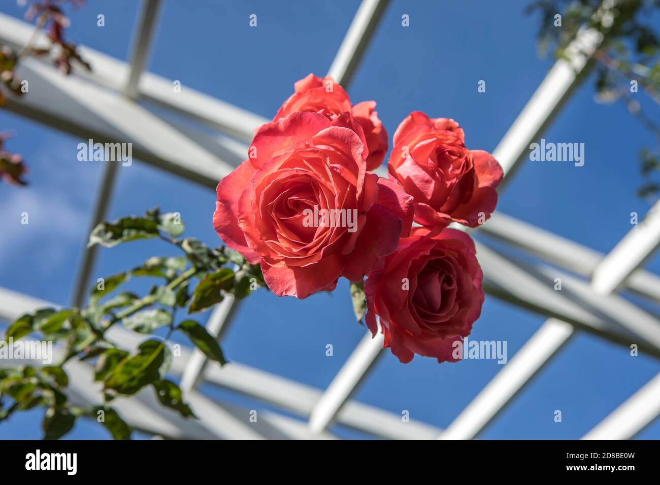 Guardando verso l'alto un gruppo di rose al Manito Park a Spokane, Washington USA. Foto Stock