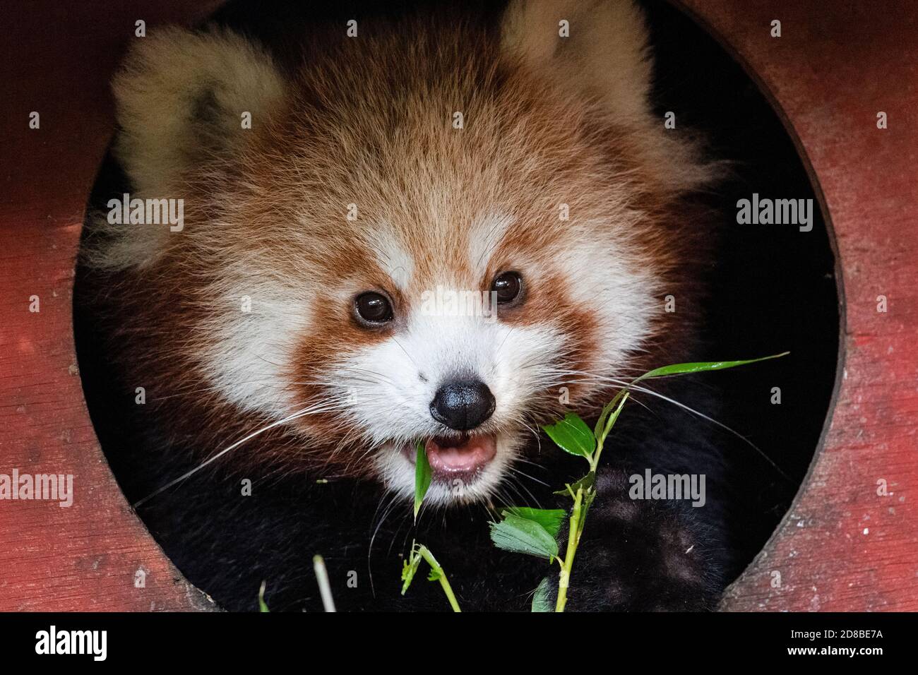 Panda rosso (primo piano) Foto Stock