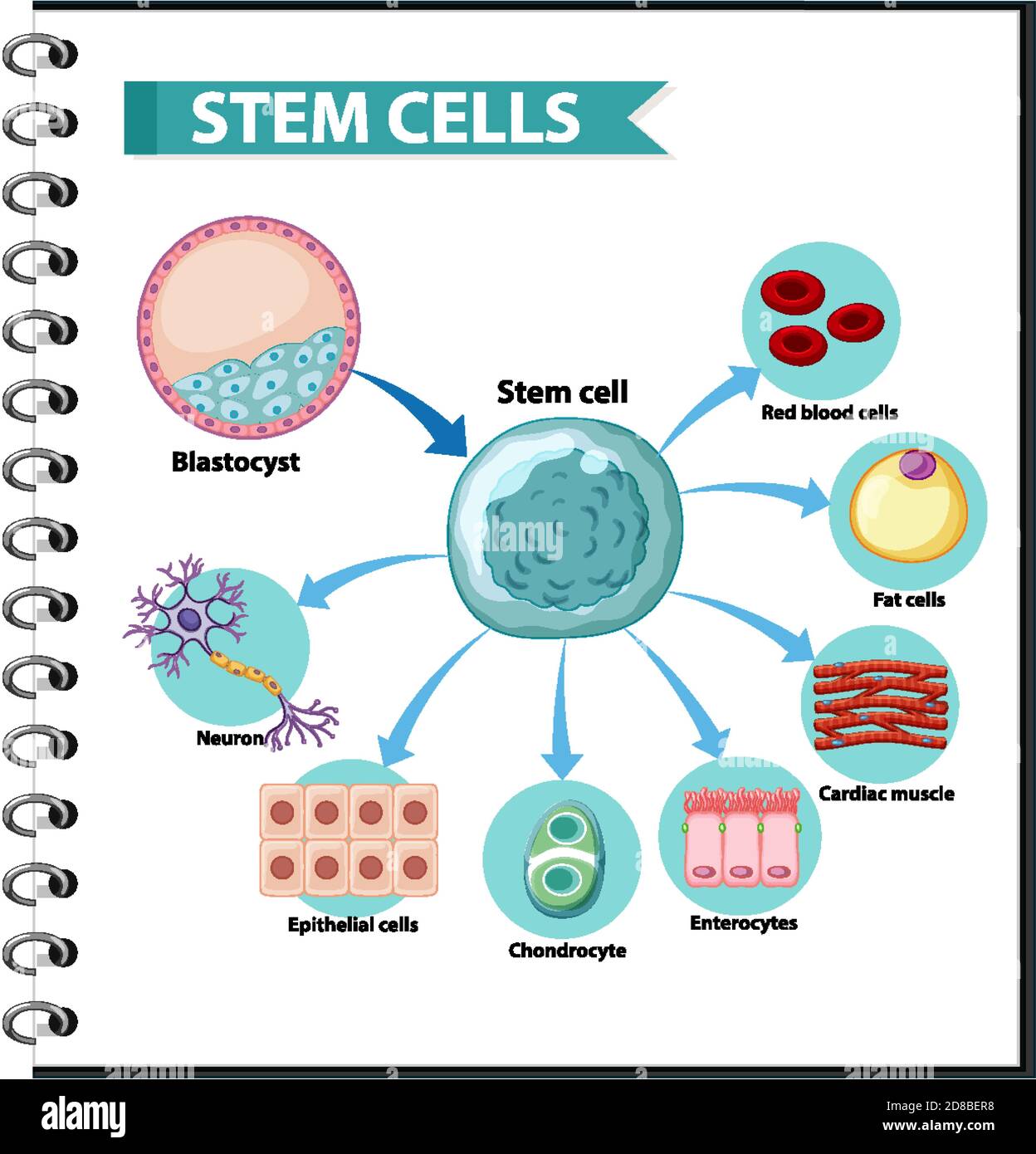 Illustrazione delle applicazioni delle cellule staminali umane su un bianco illustrazione di sfondo Illustrazione Vettoriale