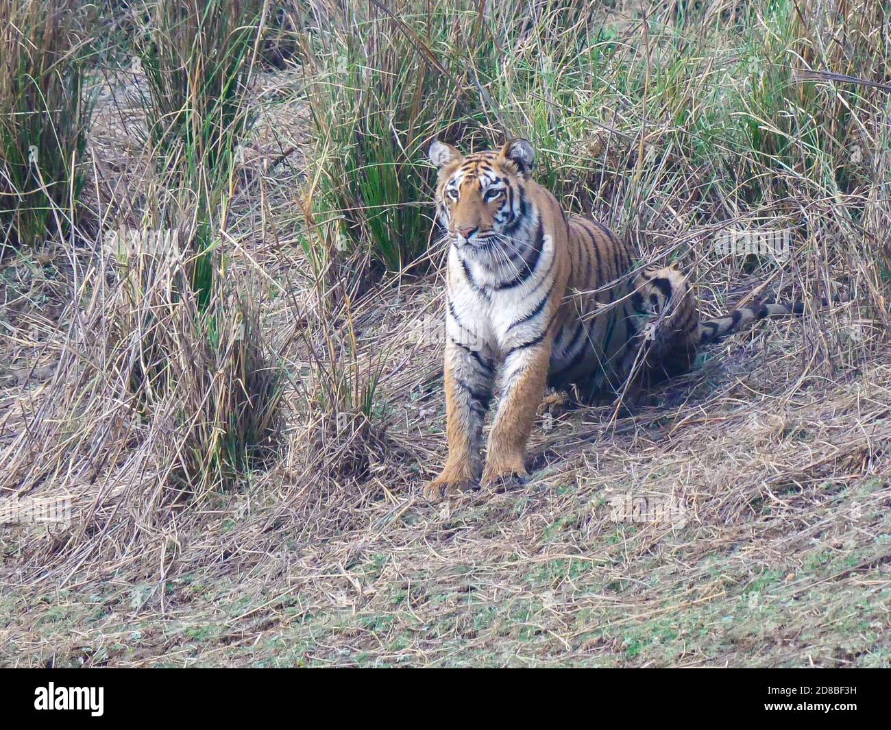 un cucciolo di tigre seduto sulla riva di un buco d'acqua in tadoba andhari tigre riserva in india Foto Stock