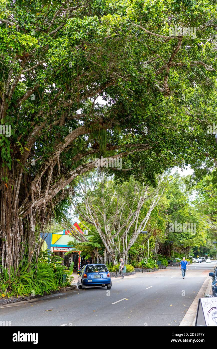 Grande Strangler Figs linea la strada principale di Kuranda Village, Atherton Tablelands, Queensland del Nord, Australia Foto Stock