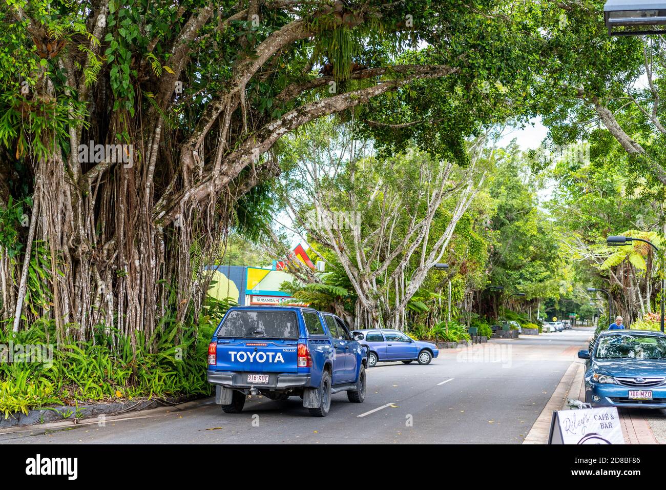 Grande Strangler Figs linea la strada principale di Kuranda Village, Atherton Tablelands, Queensland del Nord, Australia Foto Stock