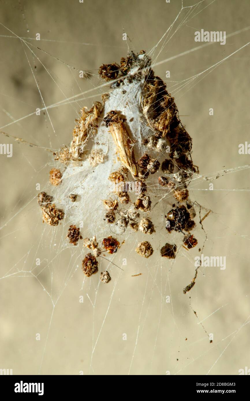 I ragni usano la loro seta per fare i nastri o altre strutture, che funzionano come reti appiccicose per catturare altri animali, o come nidi o bozzoli per proteggerli Foto Stock
