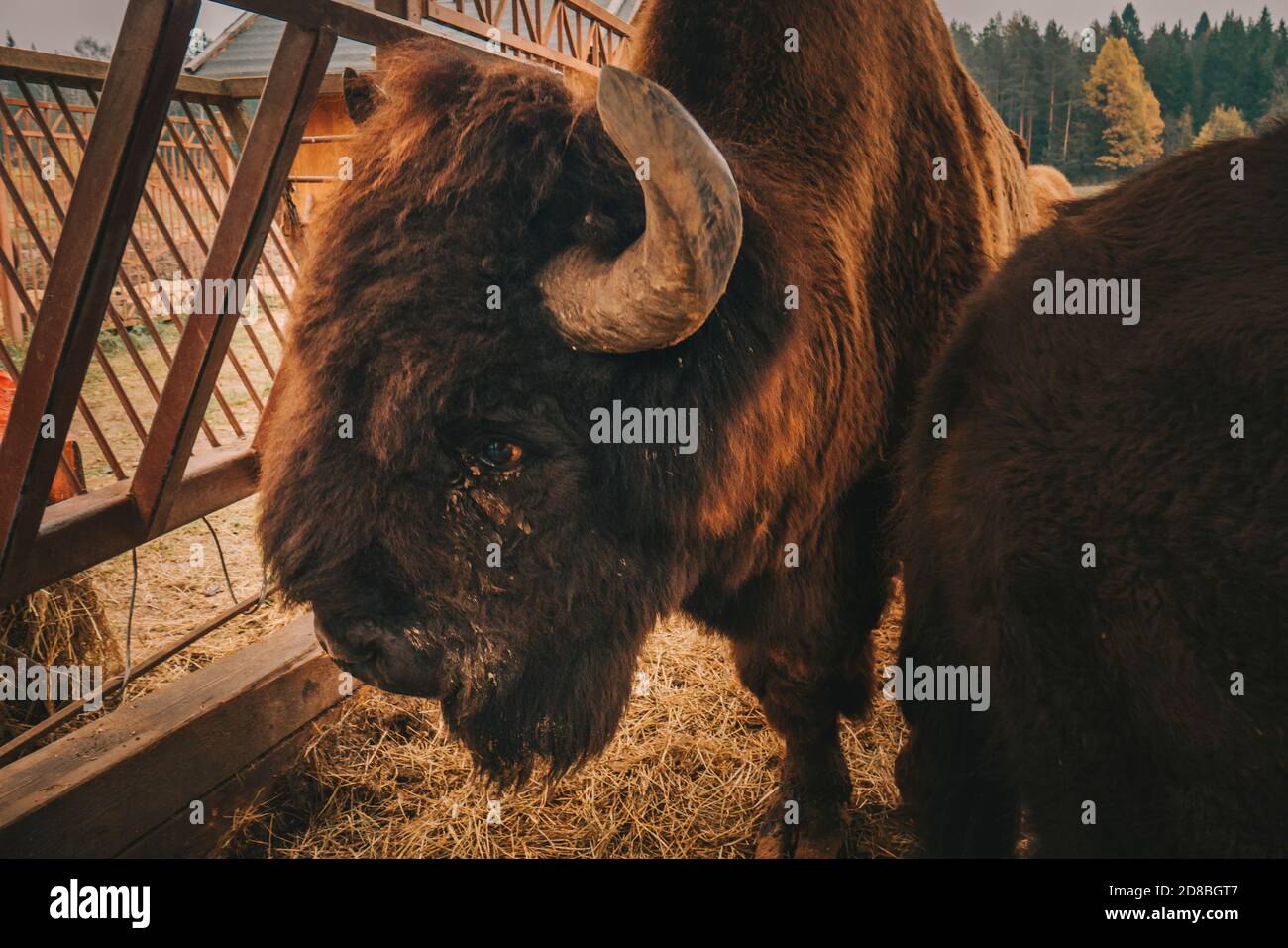 La testa del bisonte a distanza ravvicinata. Foto Stock