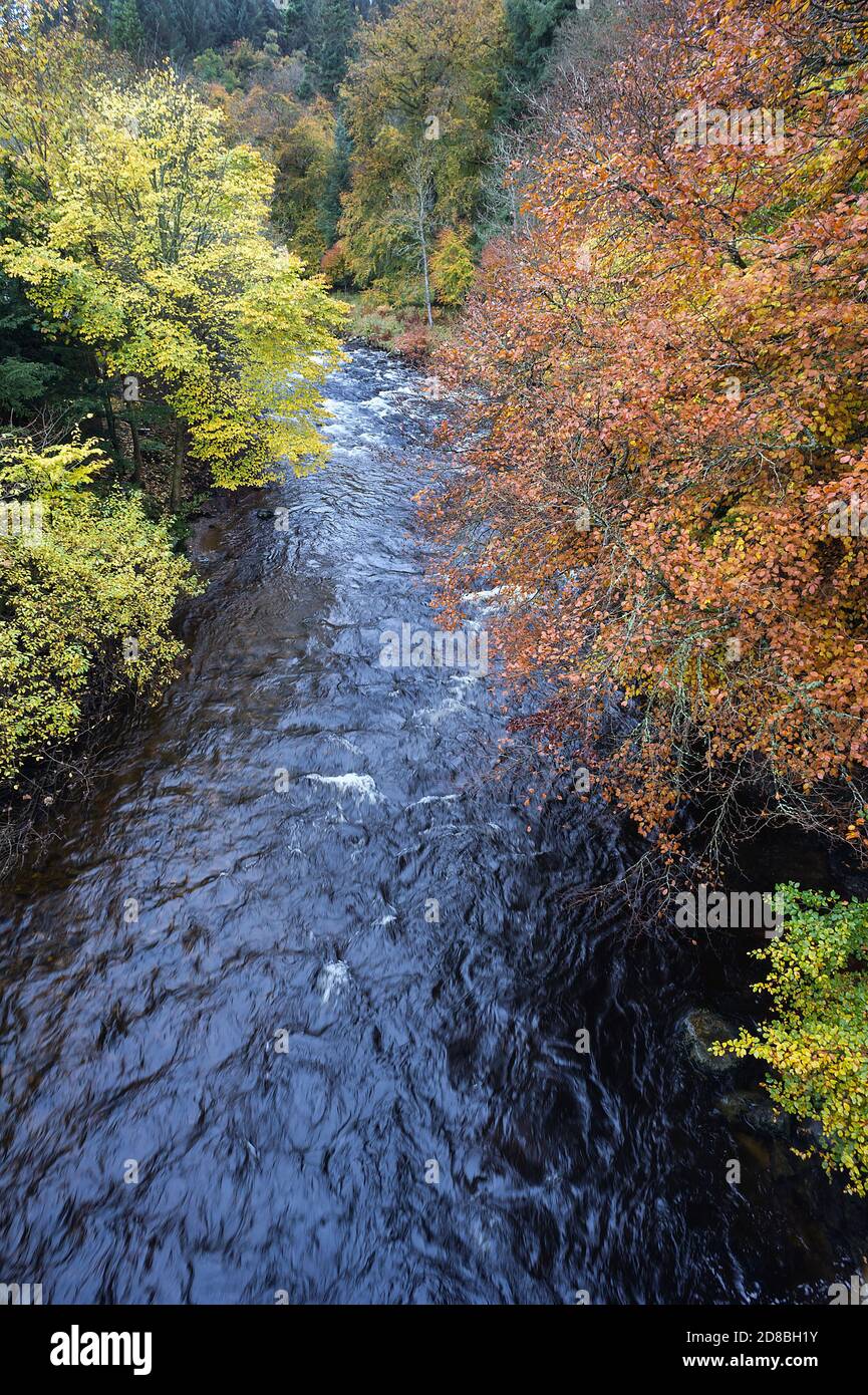 Il colore della foglia d'albero autunnale cambia sulle rive del fiume South Esk, Angus, Scozia, Regno Unito mentre scorre attraverso il villaggio di Cortacy in un giorno di ottobre da sogno. Foto Stock