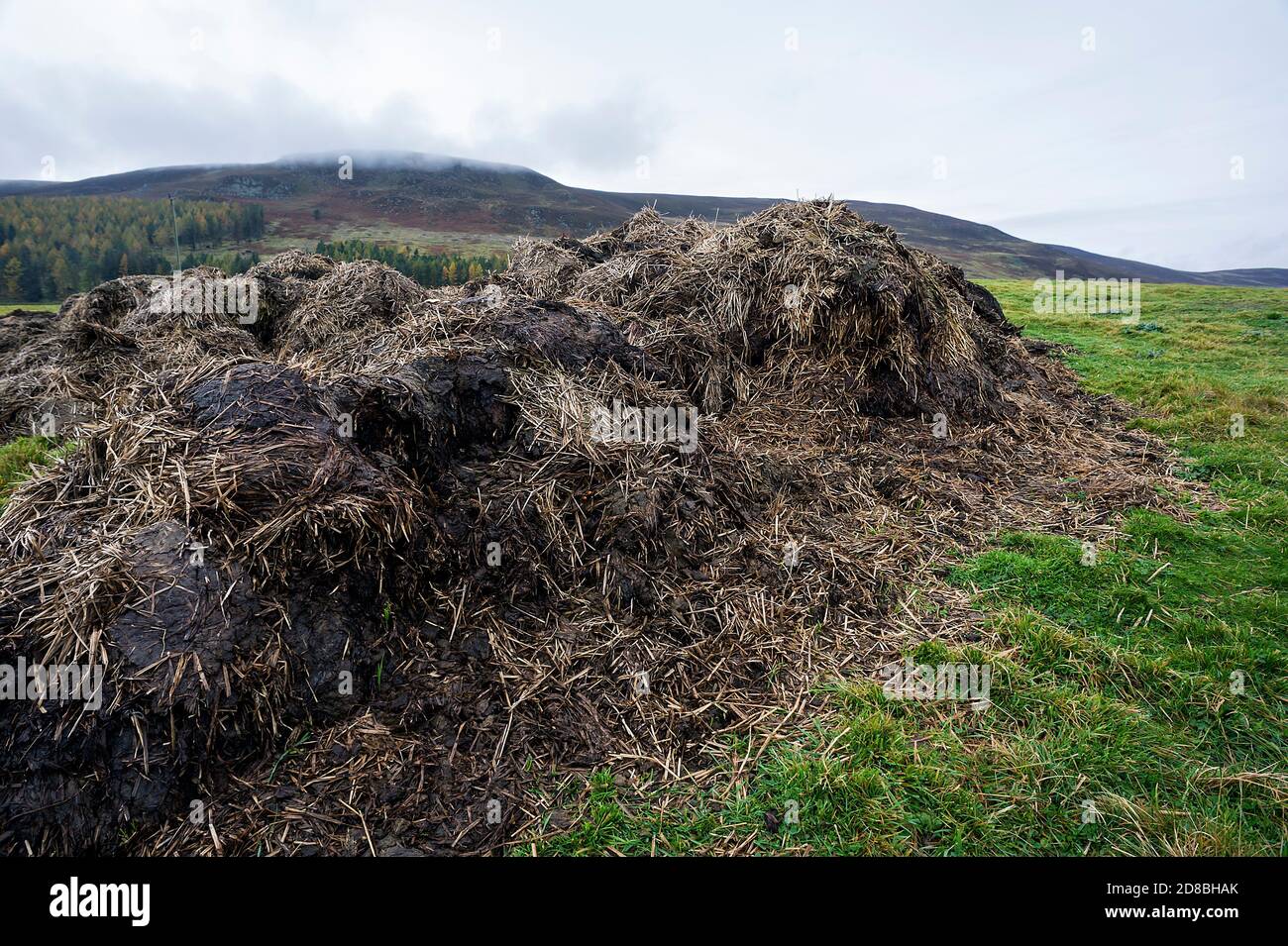 Paesaggio primo piano immagine di sterco mucchio in campo, autunno, Glen Clova, Angus, Scozia, Regno Unito Foto Stock