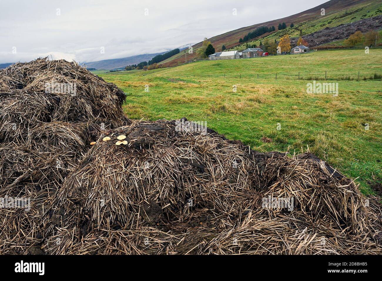Paesaggio primo piano immagine di funghi che crescono su sterco mucchio in campo, autunno, Glen Clova, Angus, Scozia, UK., fattoria e le salite in background. Foto Stock